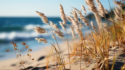 Papier peint photo Herbes des dunes beach grass blowing in the wind  © id512