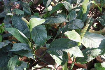 Peace lily spadix flower plant on farm