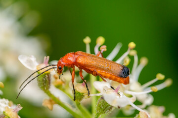 extreme close up macro of a Red Cardinal bug Pyrochroa serraticornis)