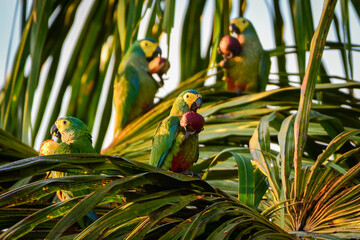 Red-bellied macaw (Orthopsittaca manilatus) feeding on Moriche Palm (Mauritia flexuosa) © Leandro