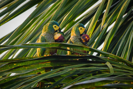 Red-bellied macaw (Orthopsittaca manilatus) feeding on Moriche Palm (Mauritia flexuosa)