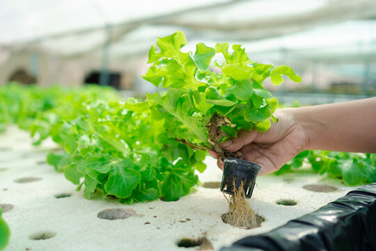 Innovative Hydroponic Cultivation Nourishing Greenery in Urban Homes Sustainable Farming Technology