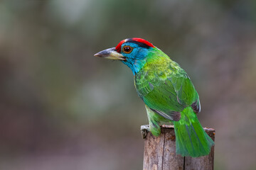 Blue-throated Barbet