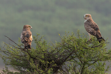 Short-toed Snake Eagle