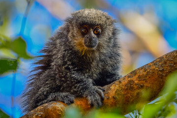 Ashy black titi monkey (Callicebus cinerascens)