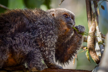 Ashy black titi monkey (Callicebus cinerascens)