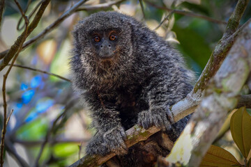 Ashy black titi monkey (Callicebus cinerascens)