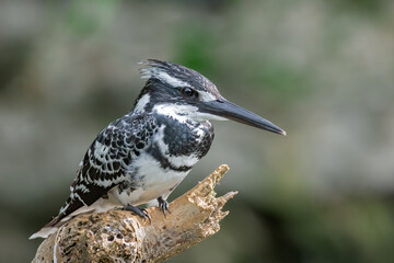 Pied Kingfisher