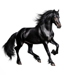 Naklejka na ściany i meble black horse isolated on white