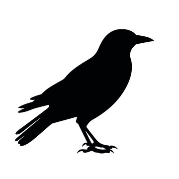 The best crow silhouette images on a white background for any design needs. Especially the design related to the crow. Like websites about crows, apps about crows. Or also a banner related with crow.