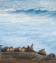 Fototapeta premium California Sea Lions Zalophus californianus in La Jolla, San Diego, California 