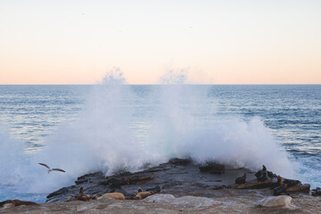 Wave crashing over California Sea Lions Zalophus californianus in La Jolla, San Diego, California
