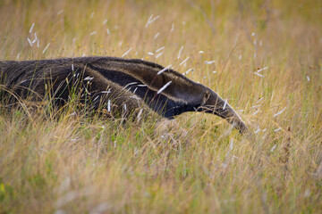 Giant anteater (Myrmecophaga tridactyla)