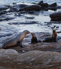 California Sea Lions Zalophus californianus in La Jolla, San Diego, California
