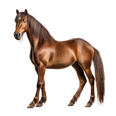 brown horse isolated on white