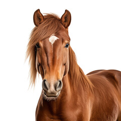 Obraz premium brown horse isolated on white