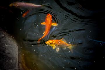 Methods and environment for cultivating aquarium fish in ponds. - Powered by Adobe