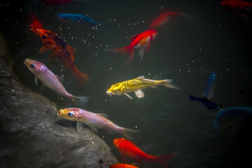 A variety of colorful aquarium fish are eating processing food in the pond.