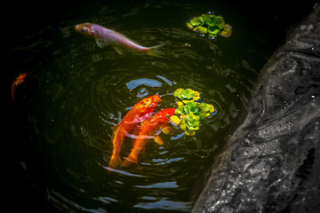 A variety of colorful aquarium fish are eating processing food in the pond.