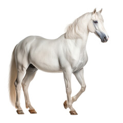 Obraz premium white horse isolated on white