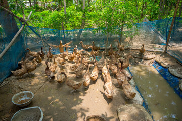 Obraz premium Ducks are reared in a netted area in Madana village of Chuadanga district.