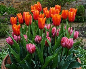 Tulips Red, Yellow, Pink.