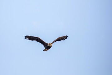 Flying bald eagle