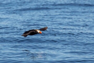 Flying tufted puffin