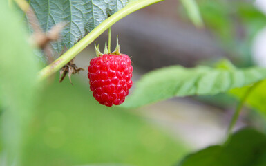 ripe red raspberries hanging on branch in garden with green blurred background