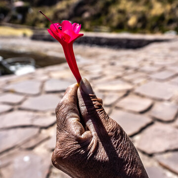 Cantuna, flor del inca, flor nacional de Peru