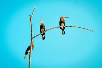 Brown Jacamar (Brachygalba lugubris)