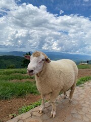 Obraz premium Sheep farm