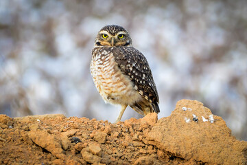 Burrowing owl (Athene cunicularia)