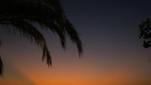 Video of a beautiful orange sunset on the background of palm leaves
