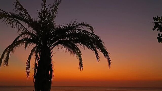 A beautiful orange sunset with a palm tree in the background.
