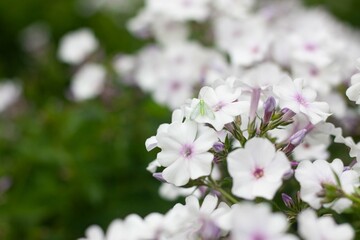 Phlox
