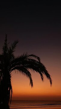 Vertical video of an orange sunset against the background of a palm tree. Beautiful sunset sky