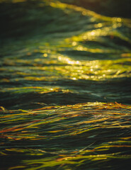 Seaweed Sea Grass Tide Pools