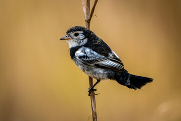 Cock-tailed Tyrant (Alectrurus tricolor)