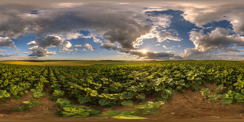 spherical 360 hdri panorama among farming field of young green sunflower with strom clouds on...