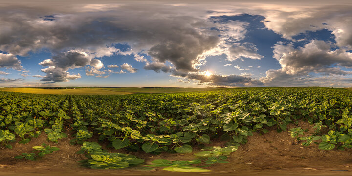 spherical 360 hdri panorama among farming field of young green sunflower with strom clouds on evening  sky before sunset in equirectangular seamless projection, as sky replacement