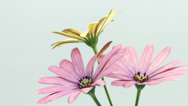 Osteospermum flowers, South African daisy or Cape daisies flower blooming, time lapse. Flowers opening, isolated on white, timelapse of beautiful pink cape marguerite, Dimorphotheca flowers blooming. 
