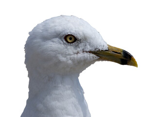 Close up of a seagulls profile portrait with a transparent background