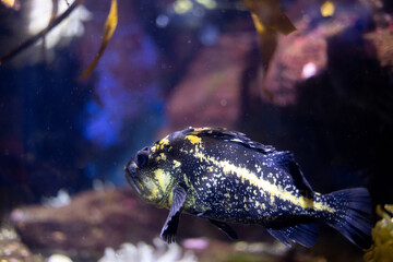 Fish in an aquarium in California