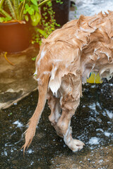 The girl's hands wash the dog in a bubble bath. The groomer washes his golden retriever with a shower.Dogs are bathed with soap and water.