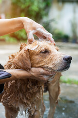 The girl's hands wash the dog in a bubble bath. The groomer washes his golden retriever with a shower.Dogs are bathed with soap and water.