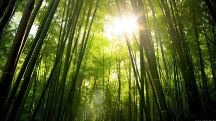 Bamboo forest with the sun shining through the leaves. Generative AI