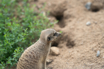 Erdmännchen in der Natur