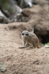 Erdmännchen in der Natur