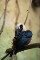 Vogel sitzt auf einem Ast